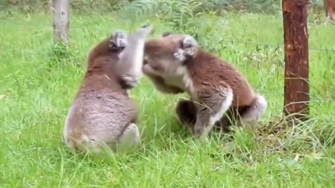 Koala Fight-Funny Animals Fighting-Lovely Koalas