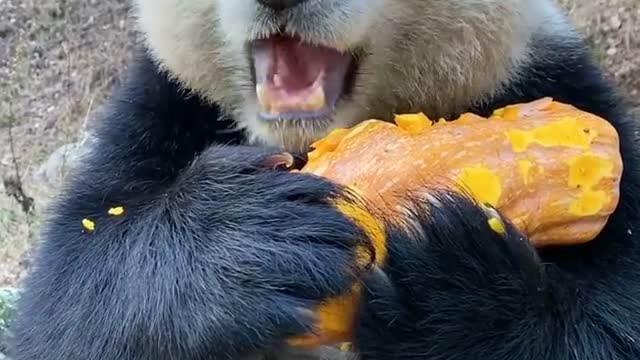 CUTE best!!! Q PANDAS eating With fruit pie | Funny baby pandas | Baby panda falling