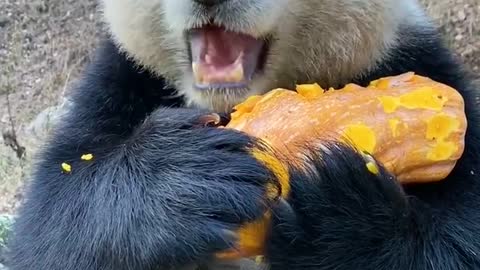 CUTE best!!! Q PANDAS eating With fruit pie | Funny baby pandas | Baby panda falling
