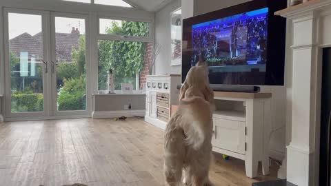 Funny Dog Sings All His Heart with Pavarotti Song