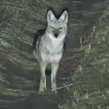 Night Predator: A Coyote Hunter's Success Story