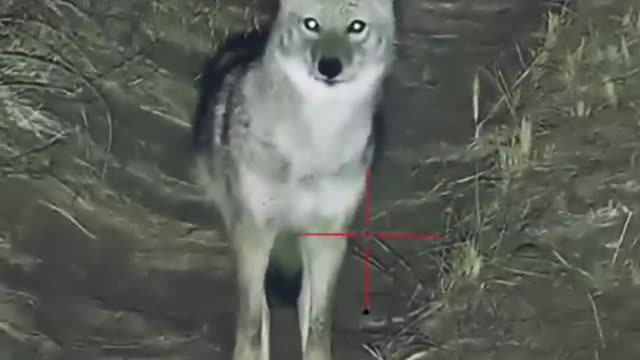 Night Predator: A Coyote Hunter's Success Story