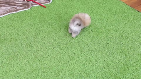 Amazing orange pom teacup pomeranian puppy