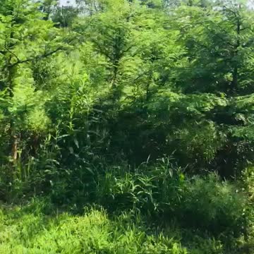 Inside a dawn redwood grove at Highland Hill Farm