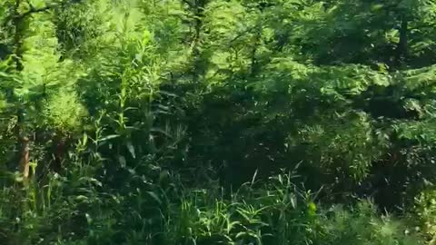Inside a dawn redwood grove at Highland Hill Farm