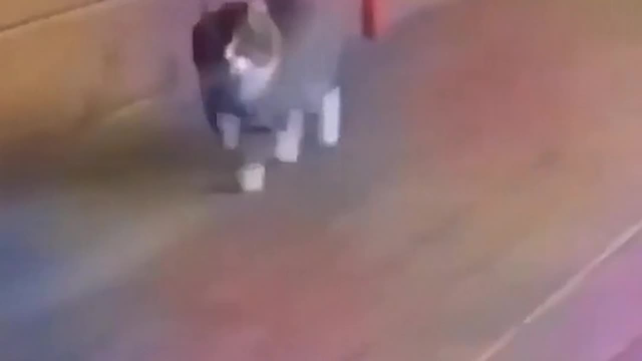 FUNNY CAT EDIT