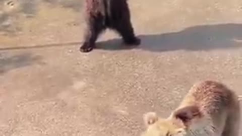 Animals: Bears doing tricks for food