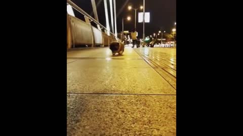 Very funny puppies