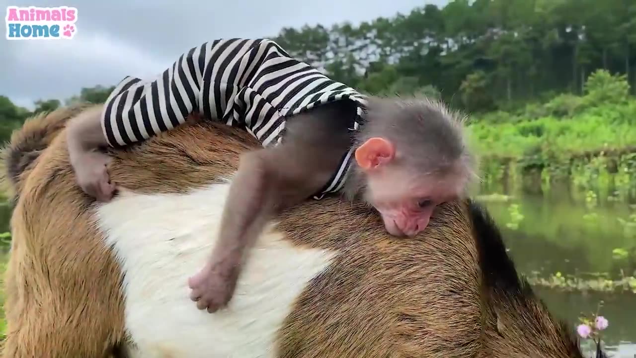 Funny style video monkey enjoy