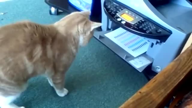 fall short and funny animal collection videos
