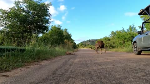 Watch a stand off between a massive maleLion and a vehicle