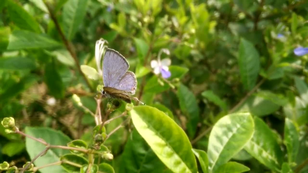 Butterfly flying