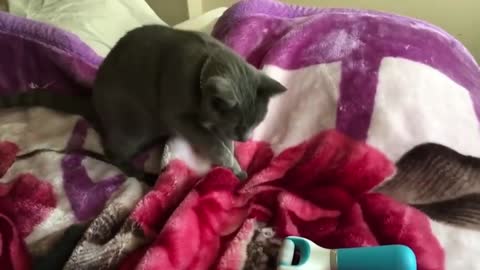 Cat Is Scared By Roller | Funny Video