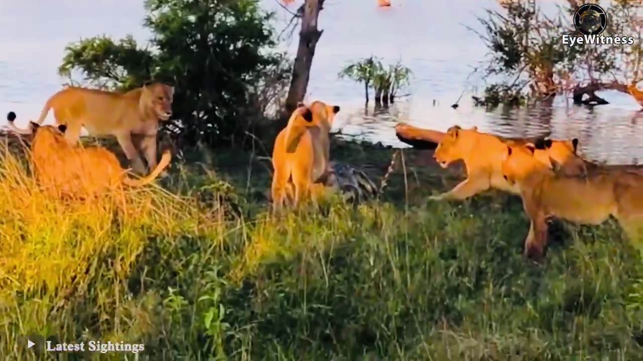 15 tragic and lions when pitting against each other