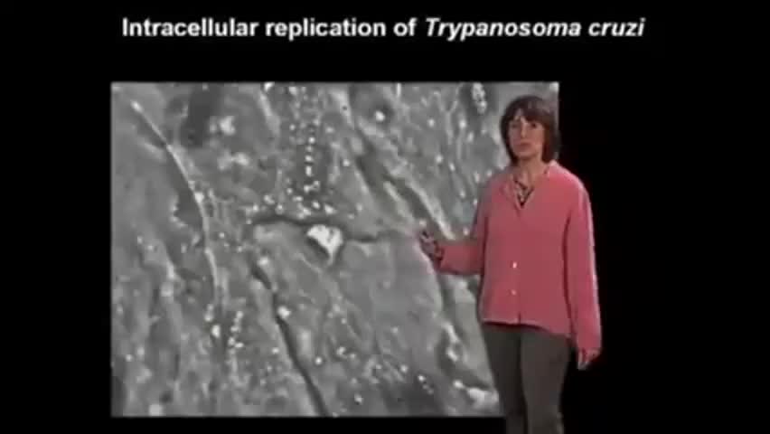 SCIENTISTS CONFIRM GRAPHENE OXIDE IN VACCINES, PFIZER CONTAINS TRYPANOSOMA CRUZI PARASITE.