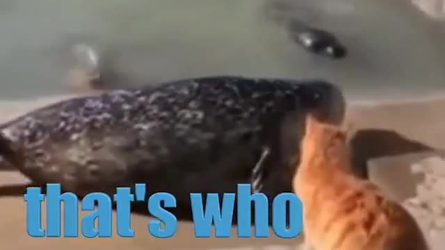 Bully Cat