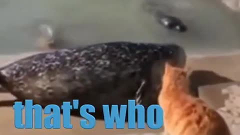 Bully Cat