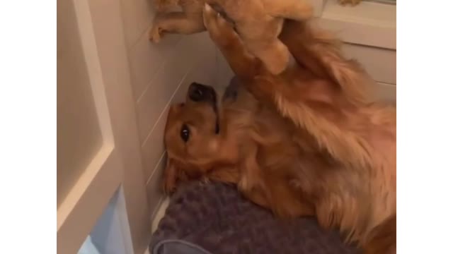 Funny golden retriever acting like jungle king 😂 #shorts