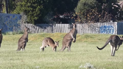 Kangaroos Melbourne Australia