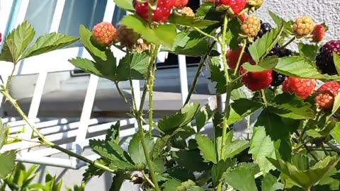 Small space garden blackberries and stingless bees Jatai