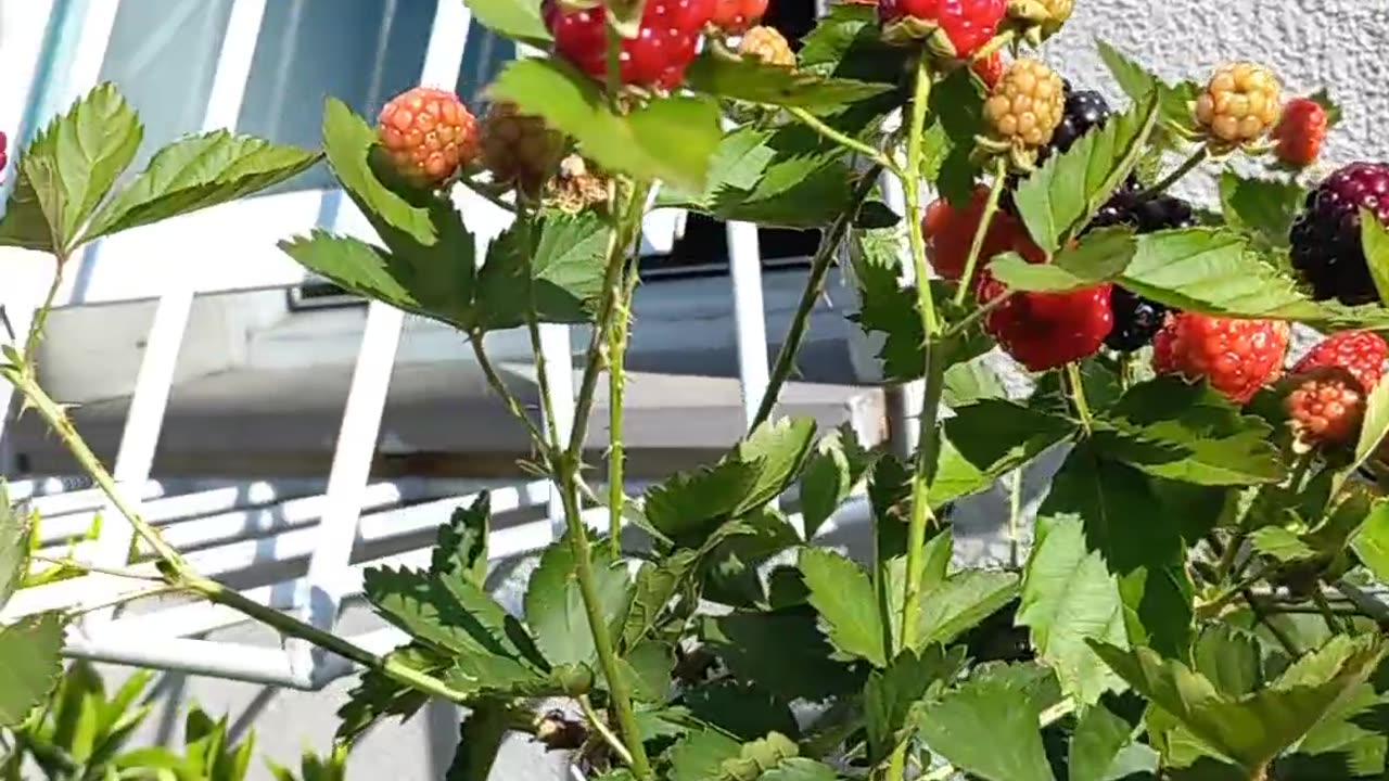 Small space garden blackberries and stingless bees Jatai