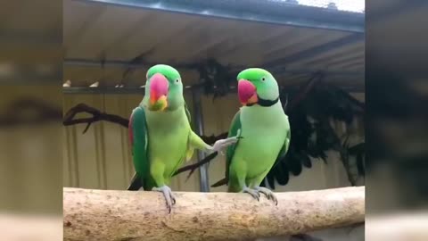 The FUNNIEST Parrots 🦜 🤣