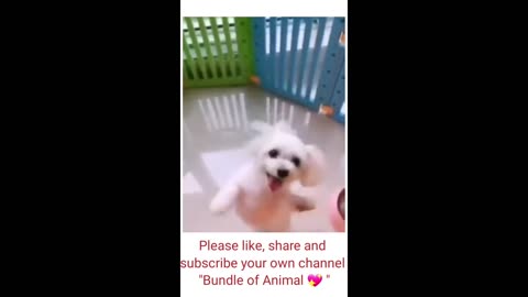 funny dog