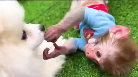 Funny little monkey must watch this funny video