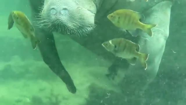 This beautiful manatee was captured in Florida