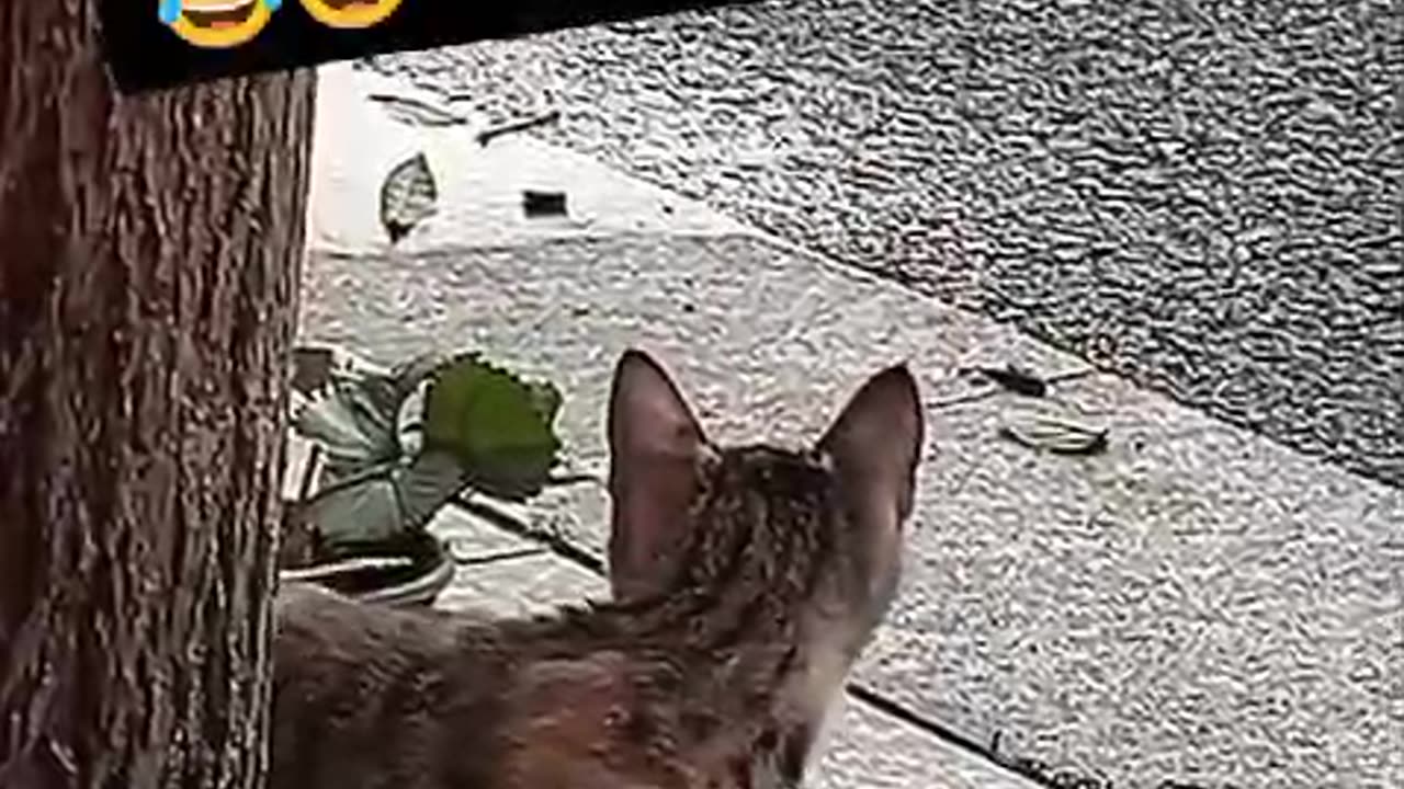 Very, very funny cat explosions