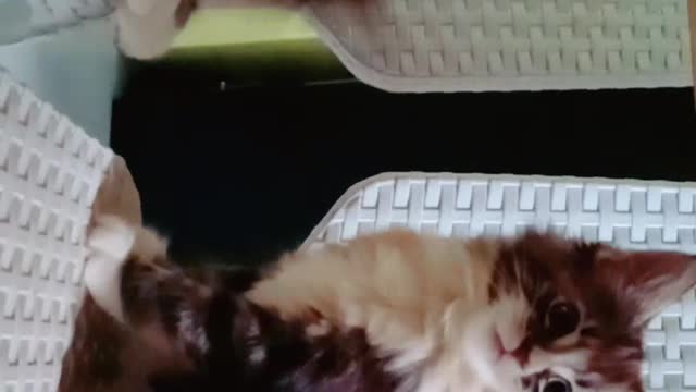 Mainecoon Trish❣️