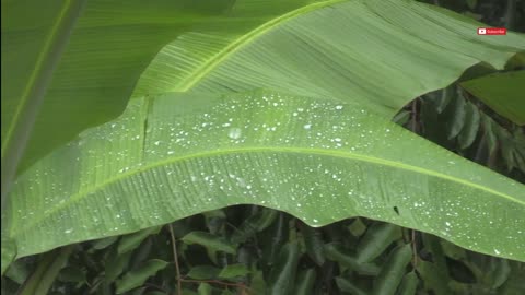 Rain video 40 min long for perfect sleep