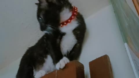 Cat struggle to jump