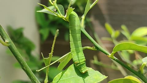 Something eating my plants