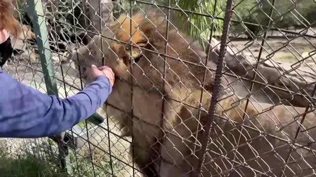 Rare white lion cubs born in Spanish animal reserve