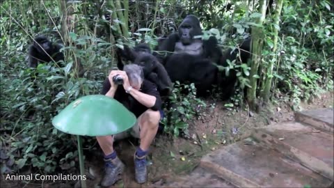 Baby Gorillas Being Naughty - Cutest Compilation