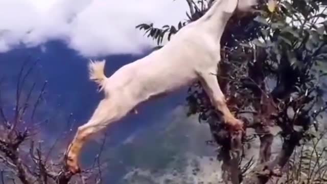 20 Incredible animal moments which make you say WOW