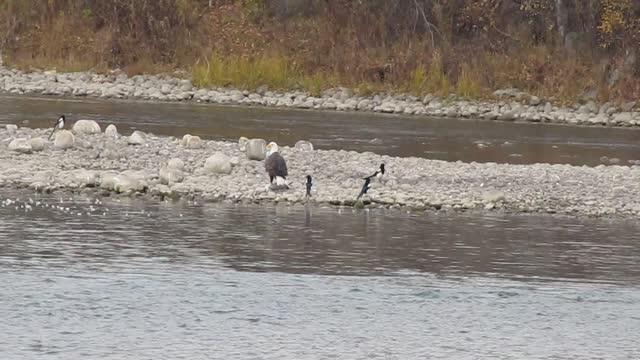 Eagle and Seagull