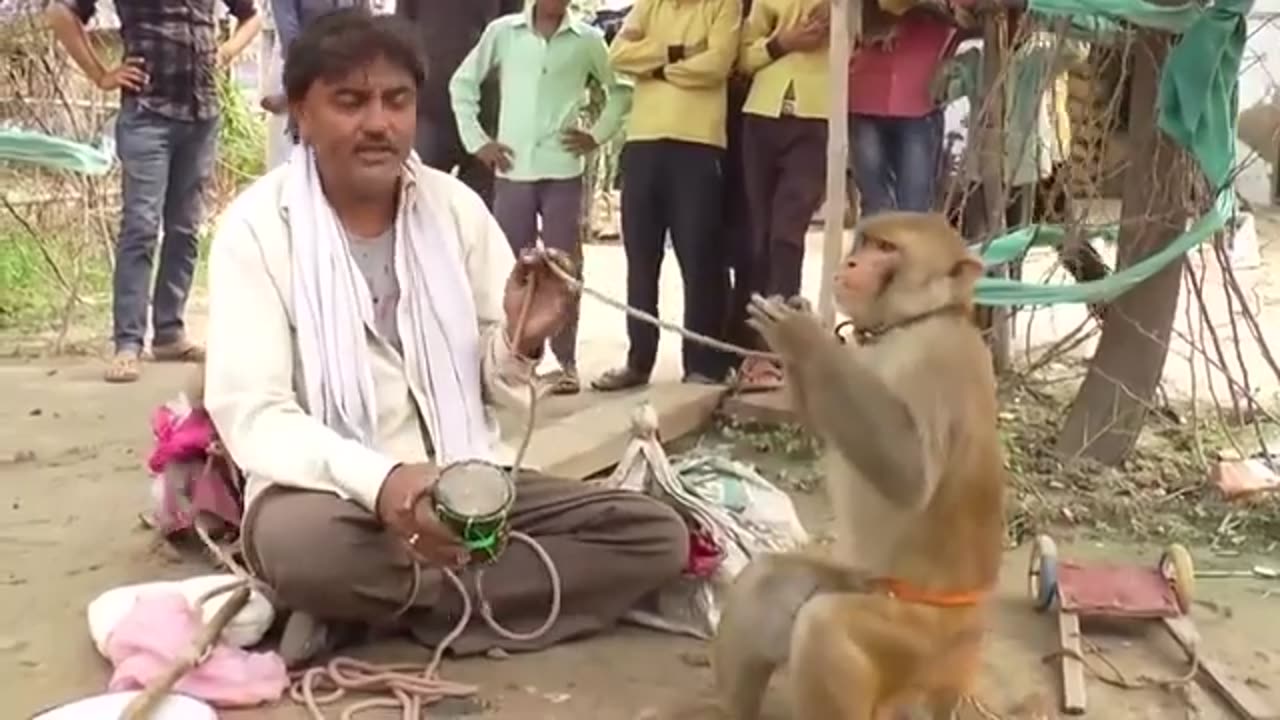 Funny Animal : Monkey Dance Video Just like Humans