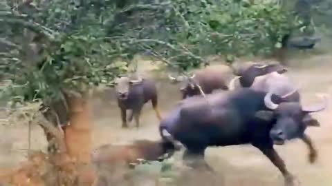 Wild animals video wild animals hunting wild animal attack