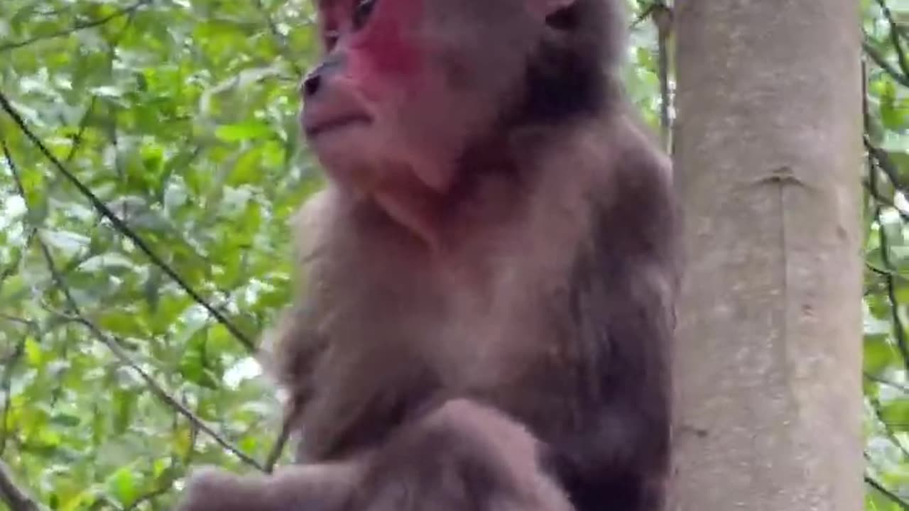 #babymonkeys #Animal #Animalht #monkeys #cocakamonkey animals #viral #monkey #cute_3