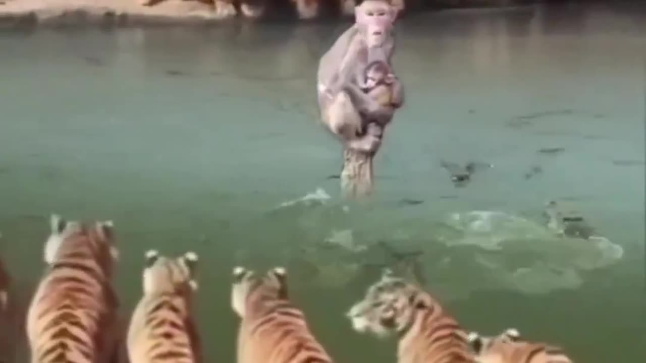 Line attack on monkey