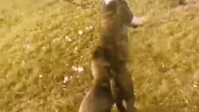 Funny Cute Animal Compilation #2