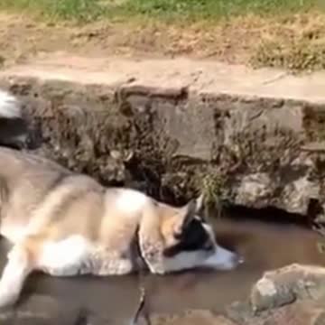 chilling in the river 2