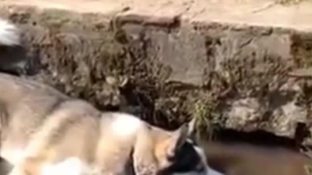 chilling in the river 2