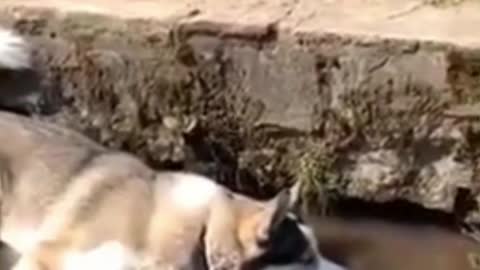 chilling in the river 2