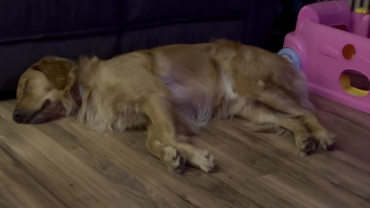 Thanksgiving Slumber