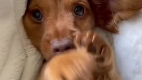 that cuteness should have a warning. its lethal