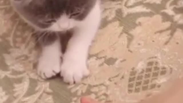 Funny cat dancing and open her fingers