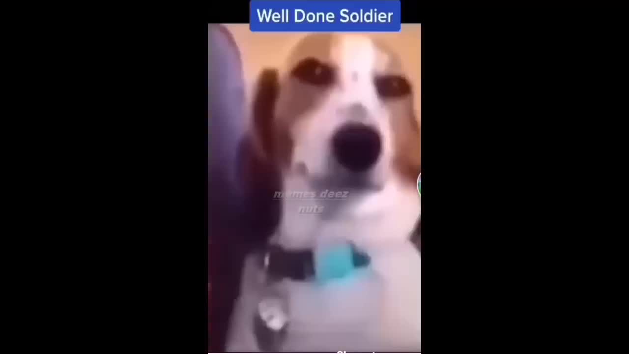 meme that you can't stop laughing